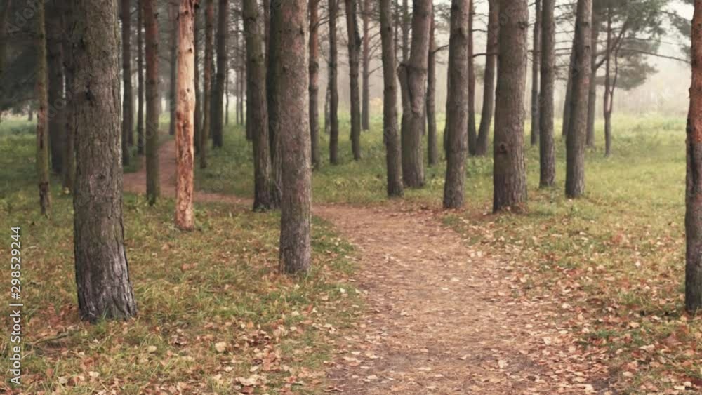 pov-walking pathway though a forest on gloomy, cloudy day pov-walking pathway though a forest on gloomy, cloudy day