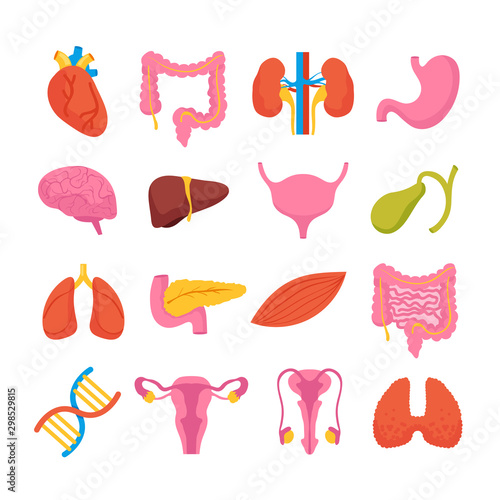 Internal isolated organs set collection. Vector flat graphic design illustration