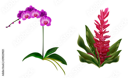 Lilac white orchid and tropical Hawaiian red ginger. Tropical flowers with green leaves. Set. Jungle plants. Isolated over white background.