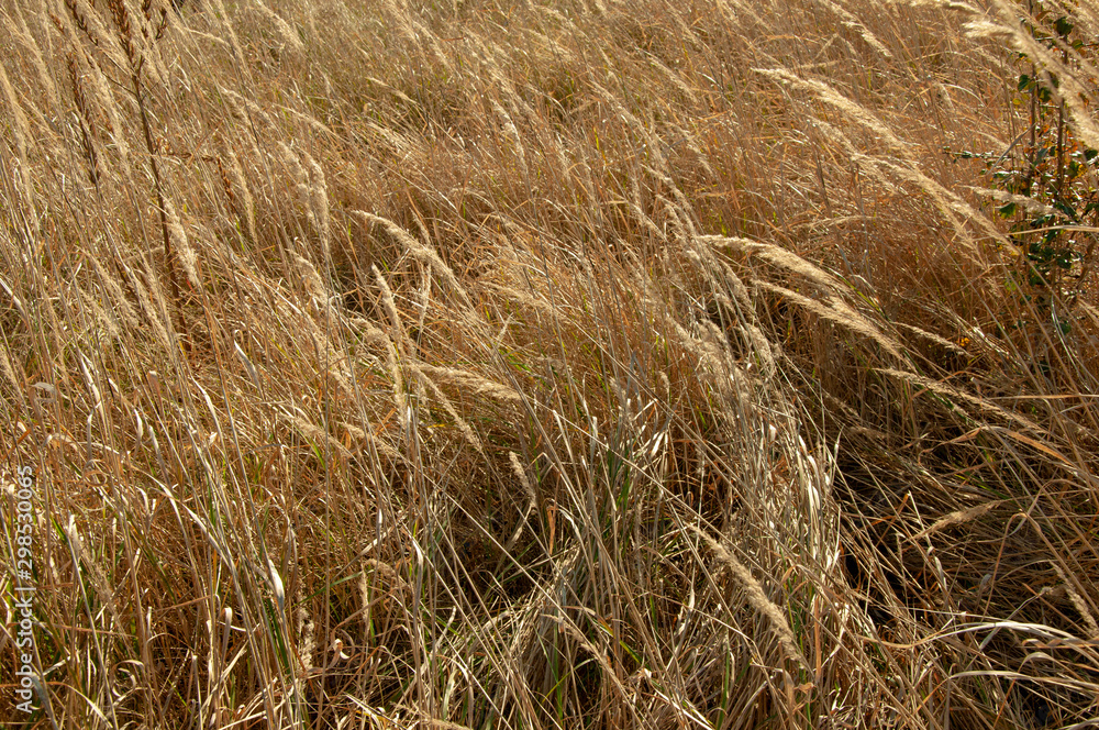 Tall yellow autumn grass on a field close-up Tall yellow autumn grass on a field close-up