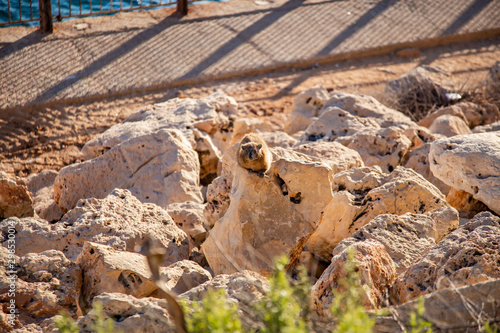 Cape Daman sits among the stones