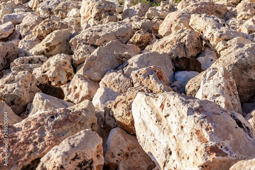 Cape Daman sits among the stones