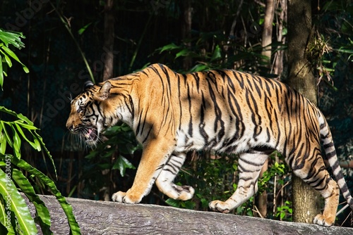 tiger walking on a tree branch