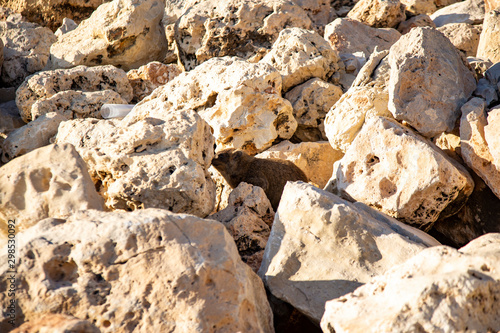 Cape Daman sits among the stones