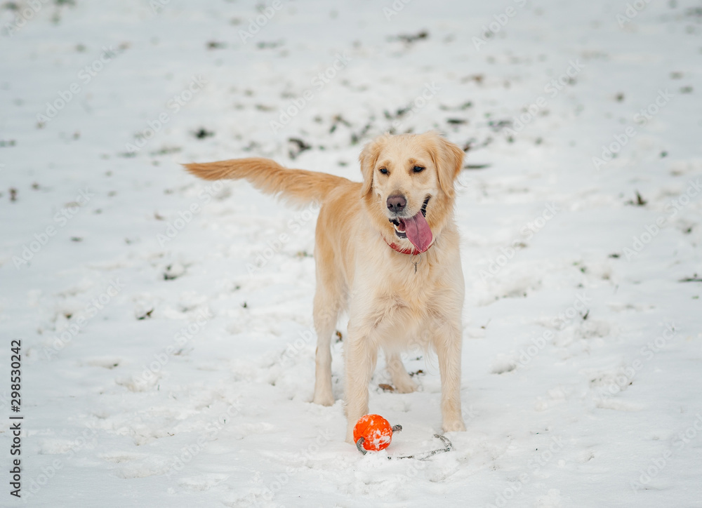 Closeup portrait of white retriever dog in winter background. White golden retriever puppy sitting on snow. sunny winter day