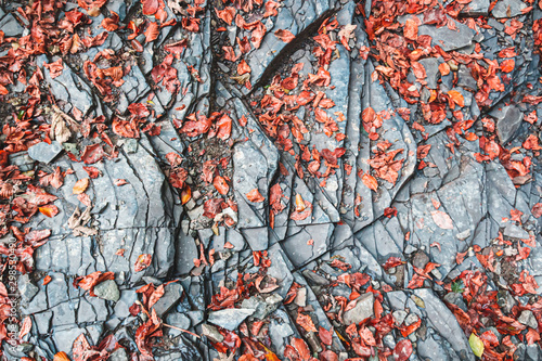 Red autumn leaves lie on a relief stone, textured autumn background