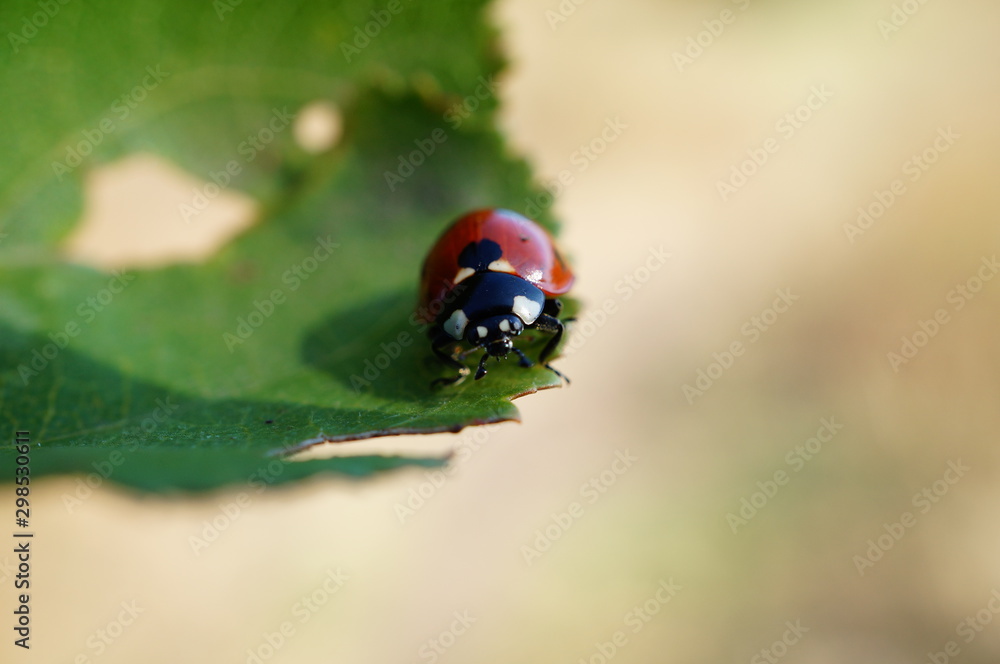 Naklejka premium ladybug on leaf