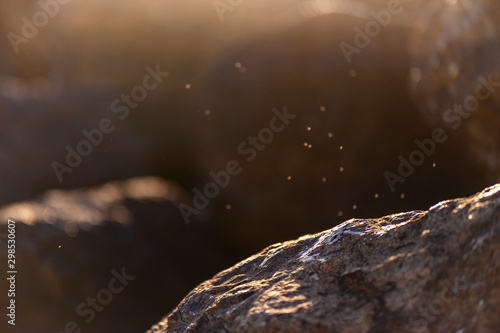 a swarm of midges flies over a stone by the sea