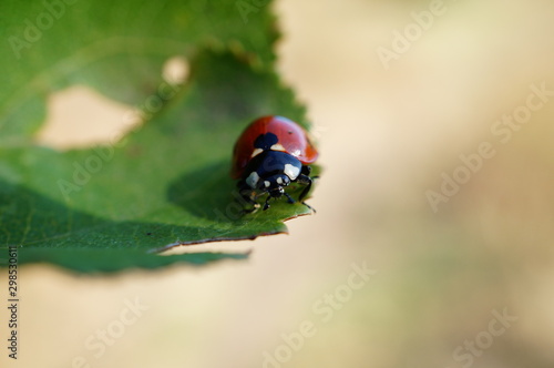 ladybug on leaf