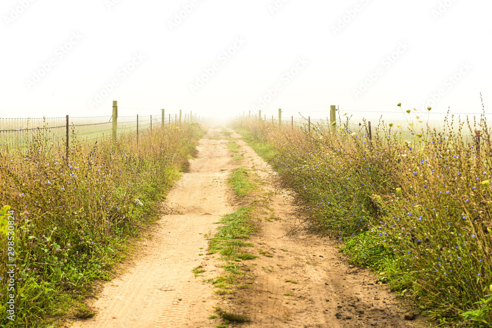 Obraz premium Fog blankets a wildflower-lined dirt road path at Katama Farm