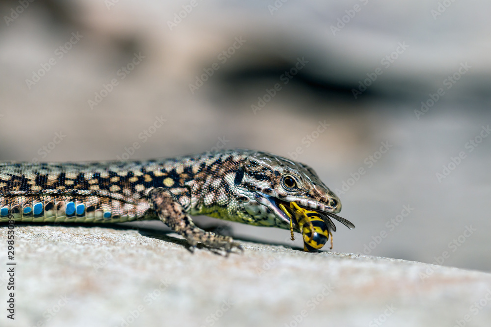 Fototapeta premium Podarcis muralis (common wall lizard) eating a wasp