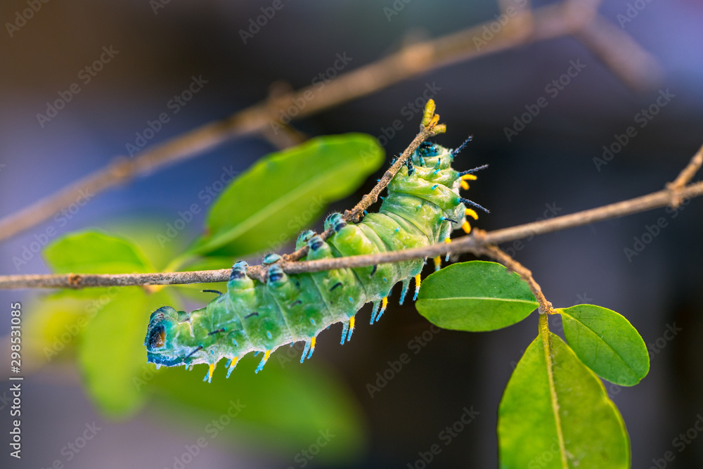 Atlas moth (Attacus atlas) caterpillar
