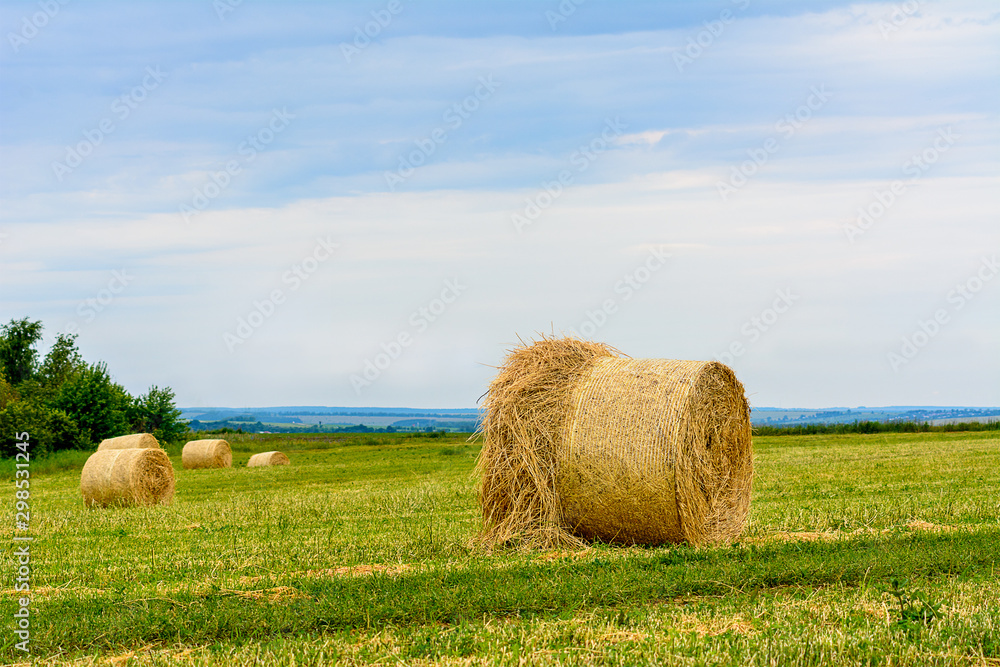 mown grass, dry grass twisted into bales, haystacks on the field