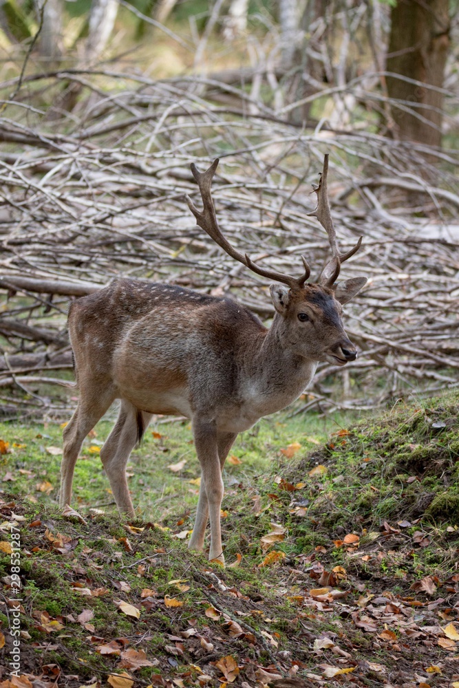 Young deer in forest Young deer in forest