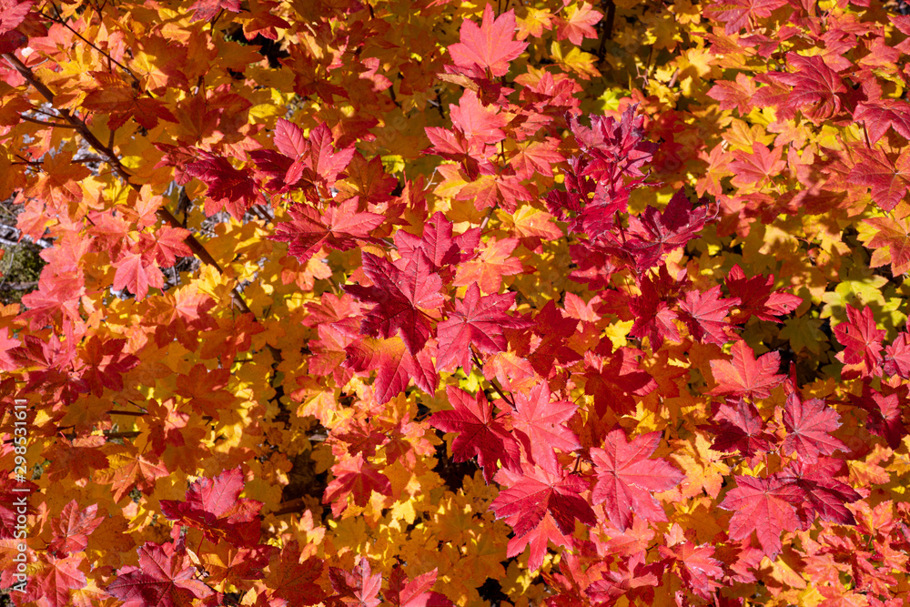 Bright red and yellow autumn foliage in Gifford Pinchot National Forest, Washington, USA Bright red and yellow autumn foliage in Gifford Pinchot National Forest, Washington, USA