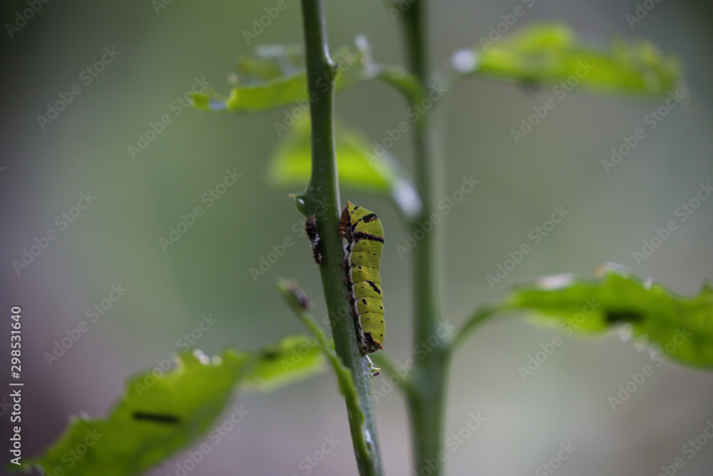 green caterpillar on sprig of tall grass
green caterpillar on sprig of tall grass