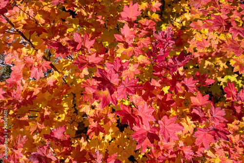 Bright red and yellow autumn foliage in Gifford Pinchot National Forest, Washington, USA
