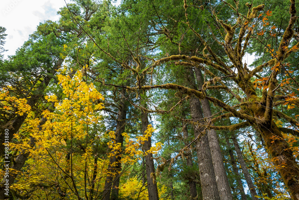 Autumn foliage of the Gifford Pinchot National Forest, Washington, USA Autumn foliage of the Gifford Pinchot National Forest, Washington, USA