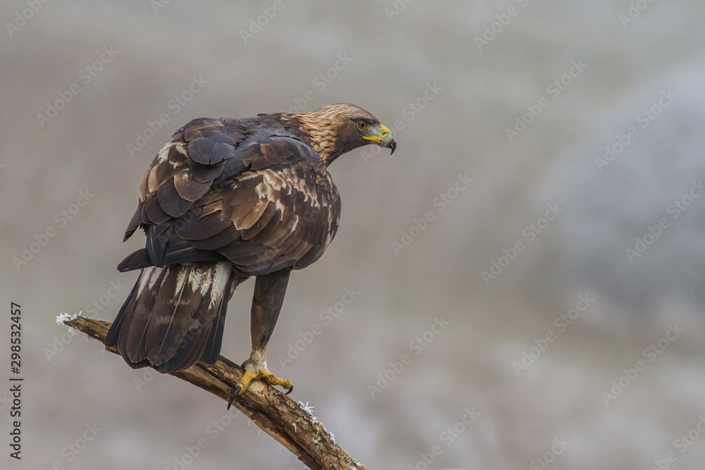 Fototapeta premium Golden Eagle (Aquila chrysaetos) on a Branch in winter