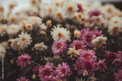 beautiful fall flowers. Vintage autumn landscape photo