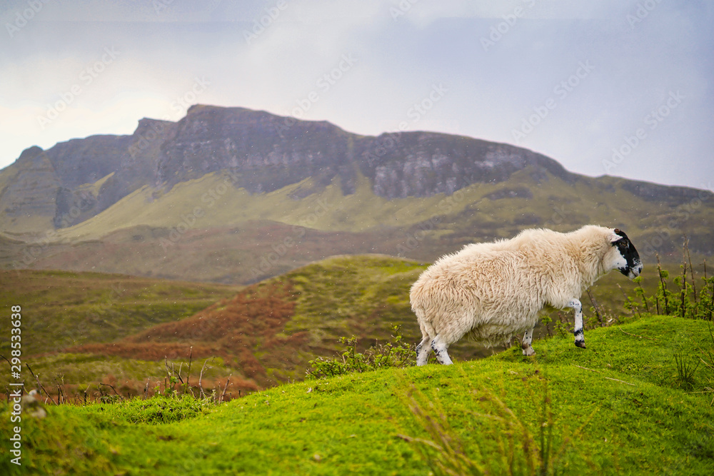 Fototapeta premium Schaf im Regen auf Skye Schottland