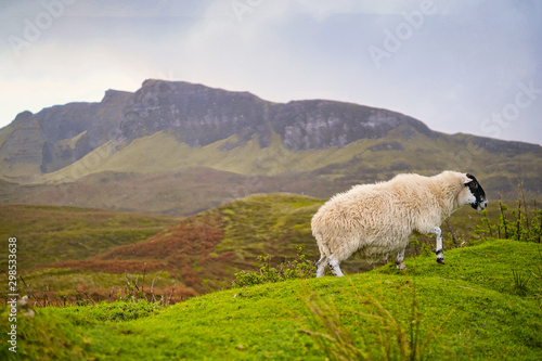 Schaf im Regen auf Skye Schottland