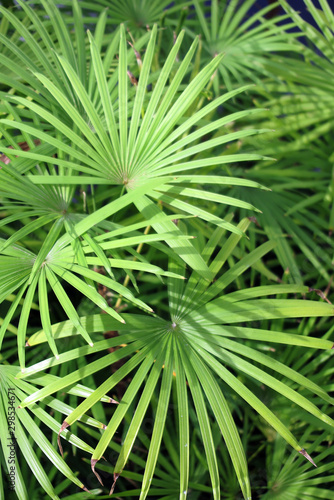 F  cherpalme - fan palm