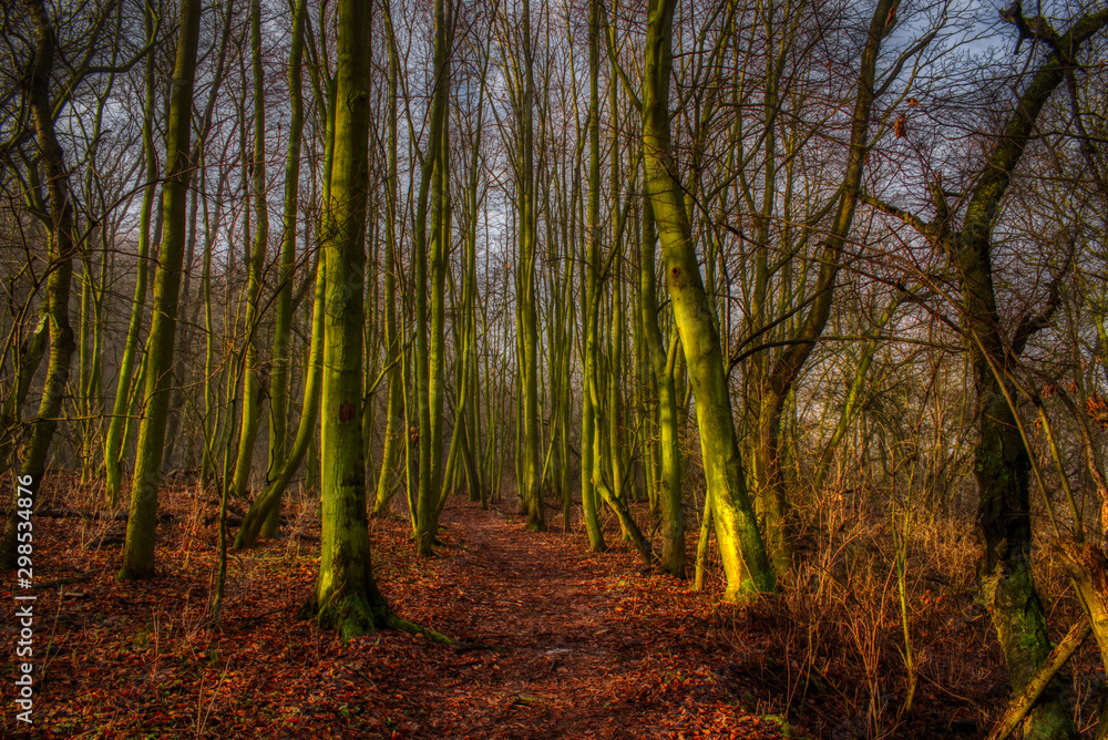 Fototapeta premium forest in autumn