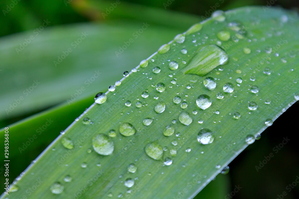 rain and dew drops on leaves and flowers close-up macro, rainy weather, weather forecast, rain forecast rain and dew drops on leaves and flowers close-up macro, rainy weather, weather forecast, rain forecast
