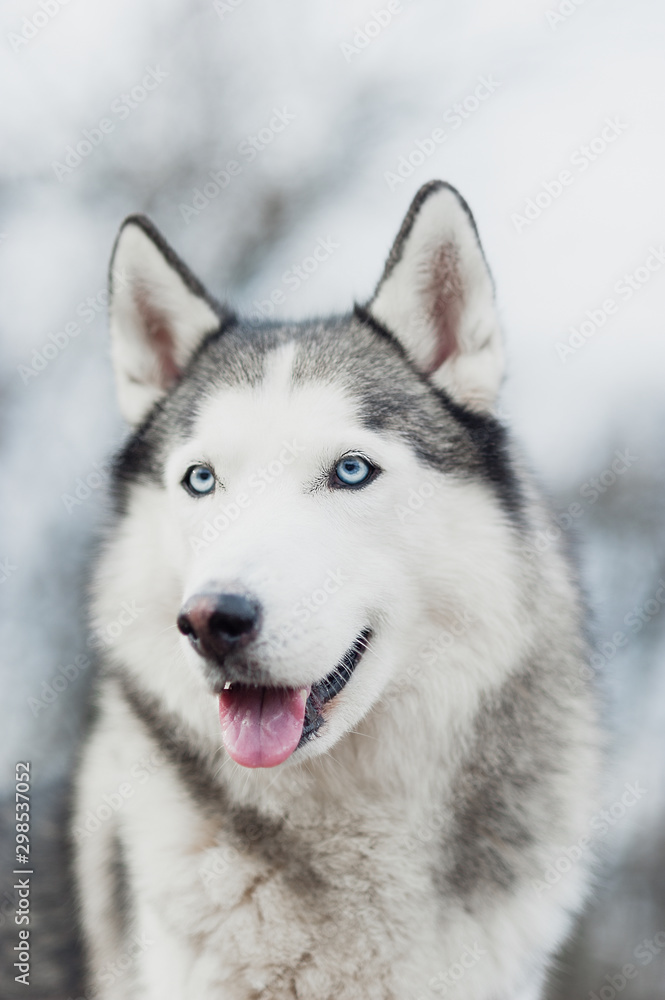 Portrait of Siberian Husky on background forest. Portrait of Siberian Husky on background forest.