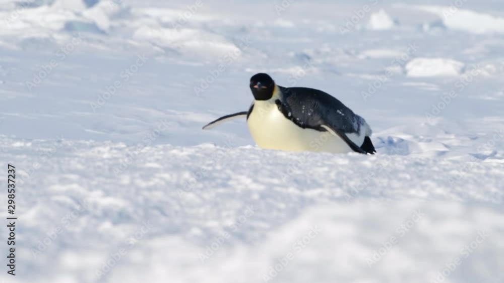 Emperor Penguins on the snow n Antarctica Emperor Penguins on the snow n Antarctica