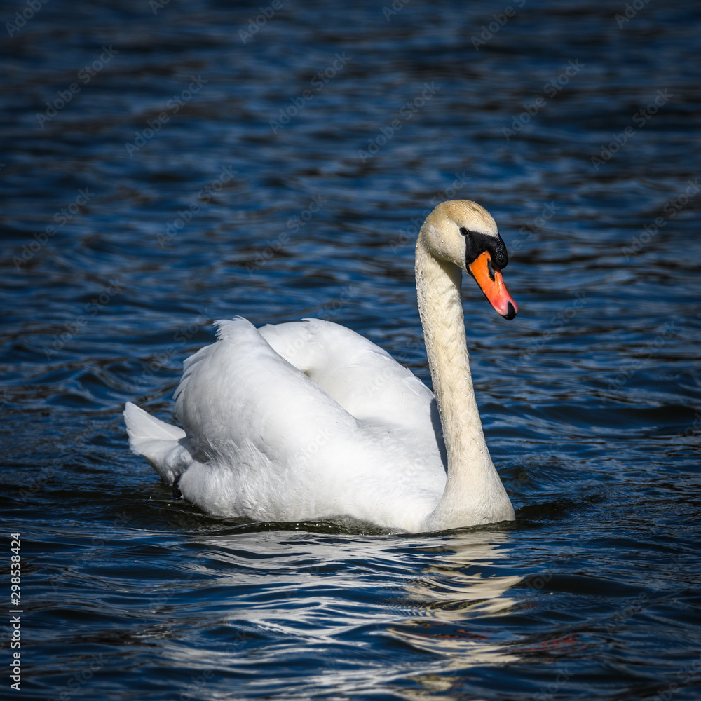 Fototapeta premium swan on lake
