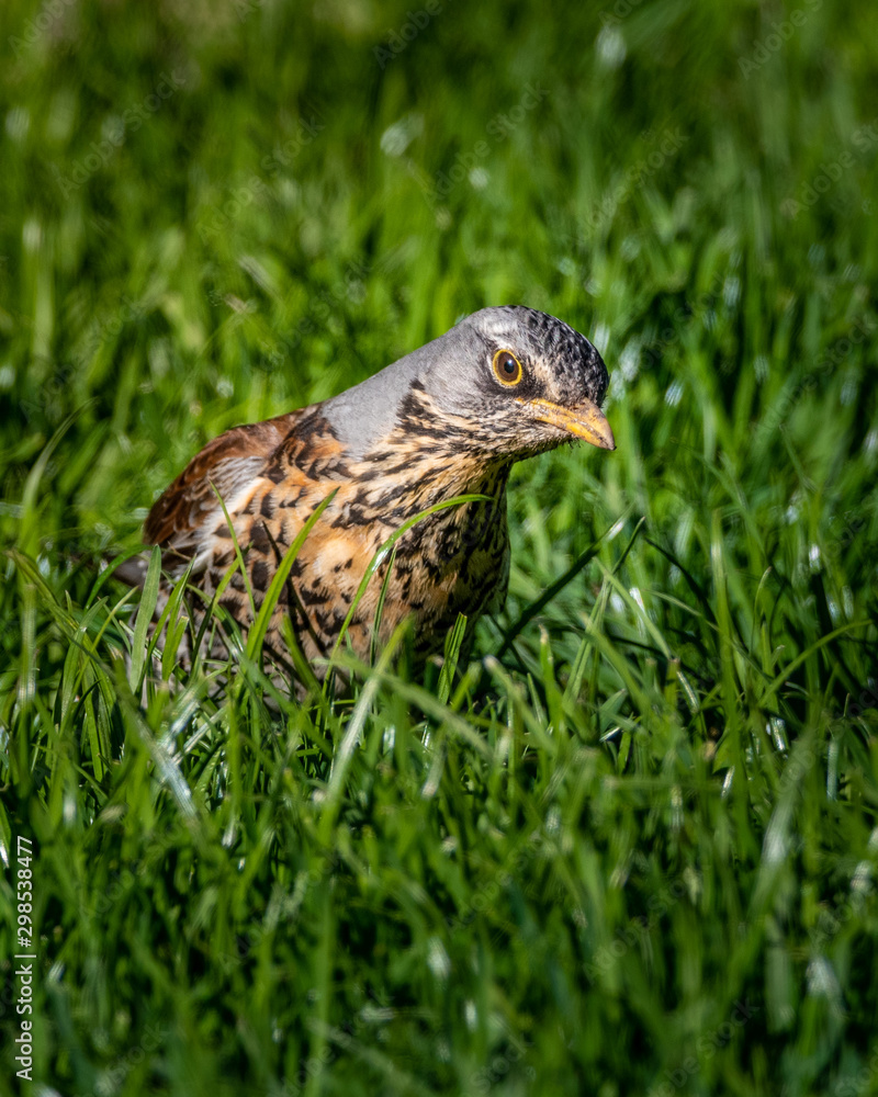 bird on grass bird on grass