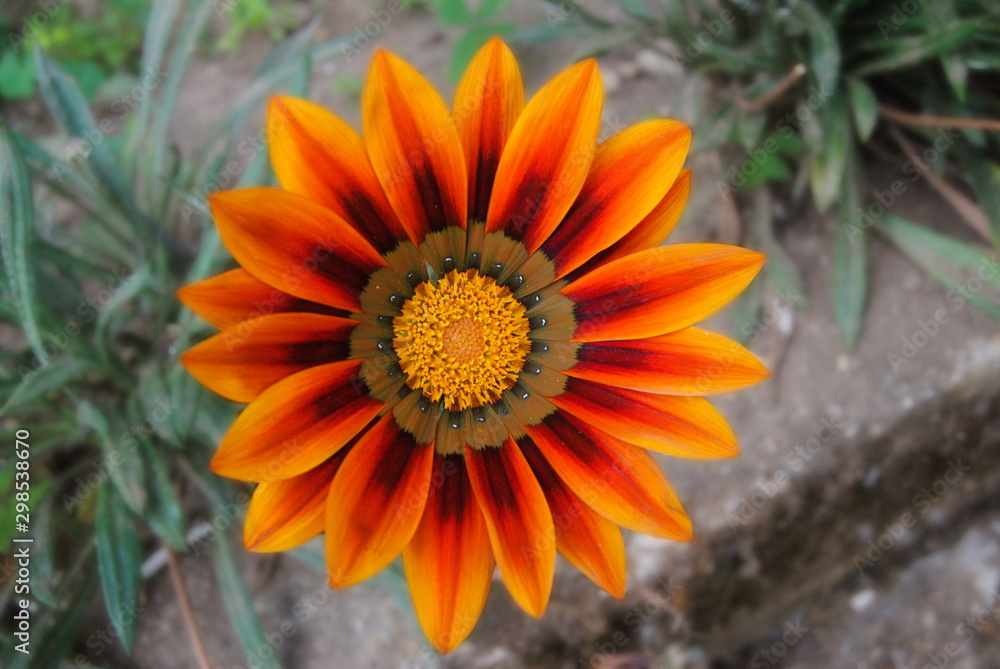 Flor de cores laranja, vermelho, castanho e amarelos Flor de cores laranja, vermelho, castanho e amarelos