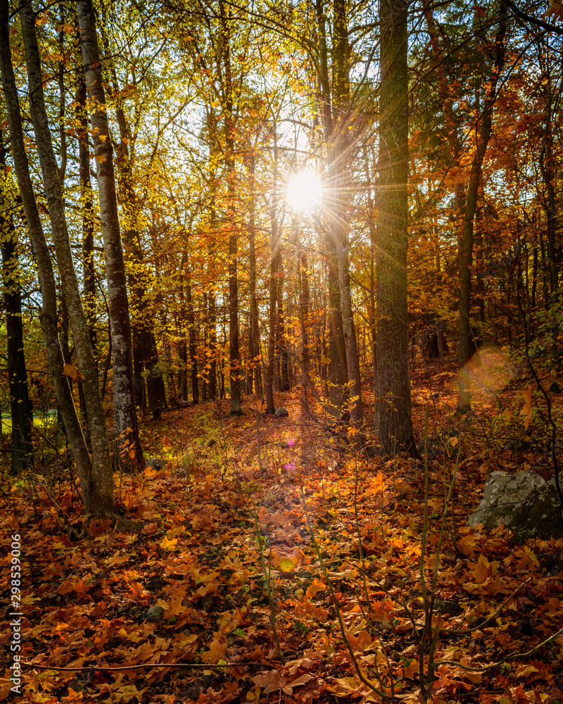 Obraz premium autumn in the forest