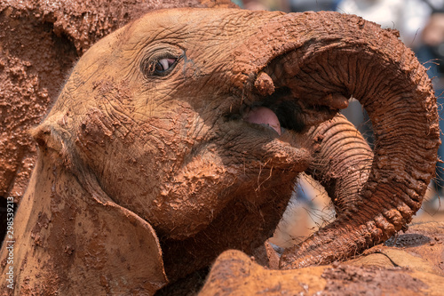 Close up of baby elephant rolling in red colored mud