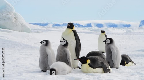 Emperor Penguins with chicks in Antarctica