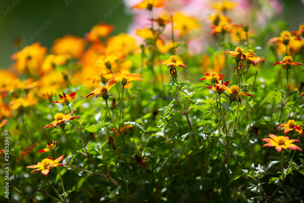 yellow flowers in garden