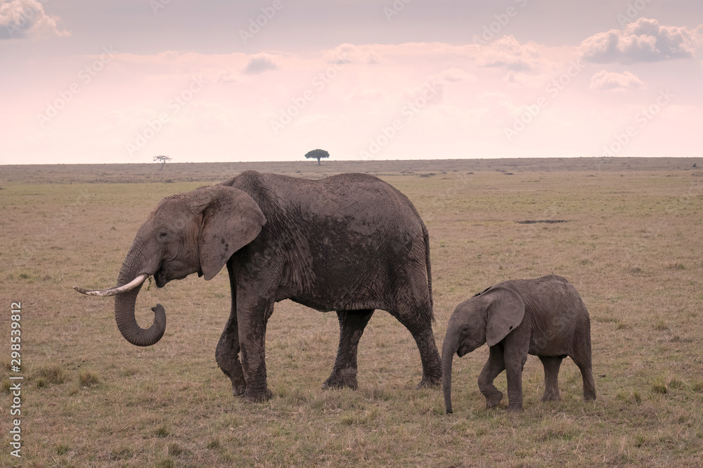 Mother elephant with a young calf following close by, walking across the open savanna in the Maasai Mara, Kenya.