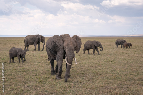 Herd of elephants with several young calves walking on the savanna in the Maasai Mara  Kenya.