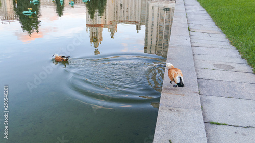 Duck stabs in summer campus of famous Russian university