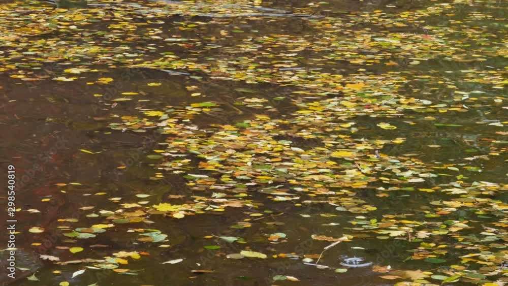 fallen colorful leaves on the water autumn background fallen colorful leaves on the water autumn background