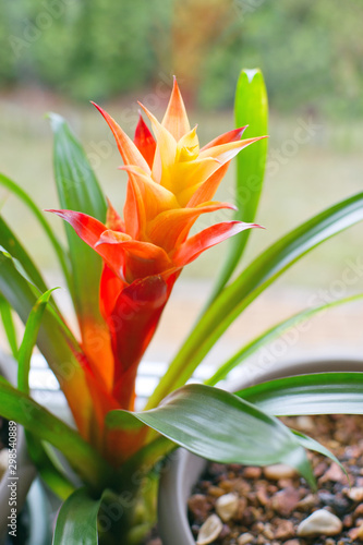 Guzmania lingulata (droophead tufted airplant or scarlet star) growing in flower pot on window sill photo