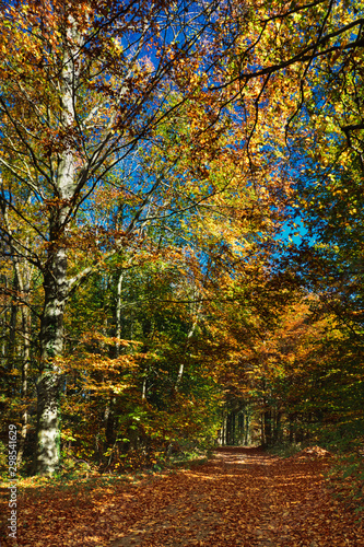 Forest path through an autumn forest  colorful leaves on the ground  framed by trees and bushes with colored leaves  bright colors  lights and shadows