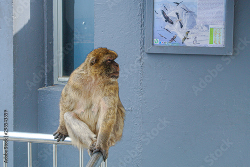 The Barbary macaque population in Gibraltar is the only wild monkey population on the European continent. Monkeys of gibraltar, Spain.