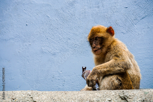 The Barbary macaque population in Gibraltar is the only wild monkey population on the European continent. Monkeys of gibraltar, Spain.