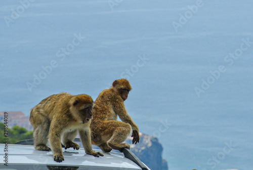 The Barbary macaque population in Gibraltar is the only wild monkey population on the European continent. Monkeys of gibraltar, Spain.