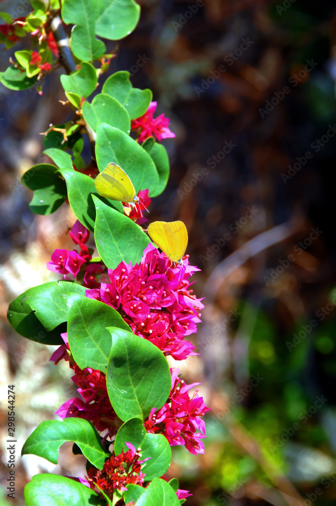 Bougainvillia and Butterflies
