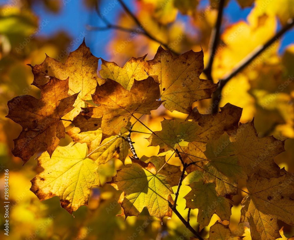 Fototapeta premium yellow autumn leaves