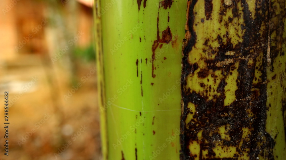 Close up banana tree trunks are still fresh and some are dry, photographed with selective focus, background blur and bokeh Close up banana tree trunks are still fresh and some are dry, photographed with selective focus, background blur and bokeh